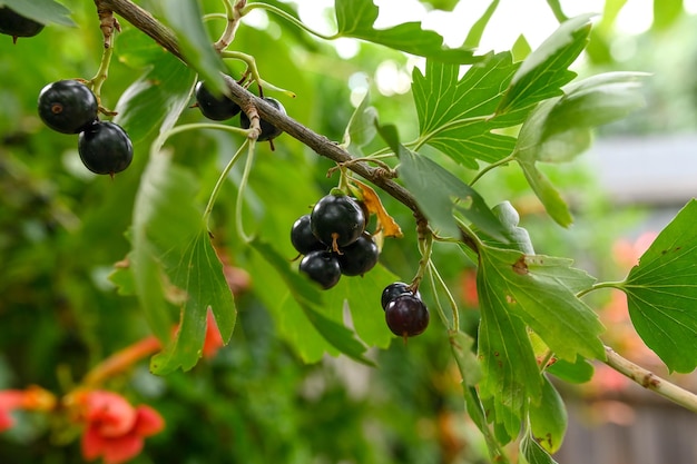 A branch of black currant Summer delicious sweet dessert