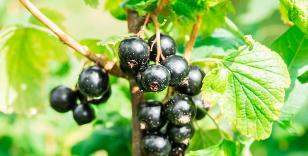 Branch of black currant in the village garden. BIO .