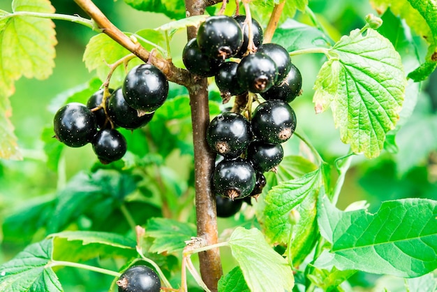 Branch of black currant in the village garden. BIO .