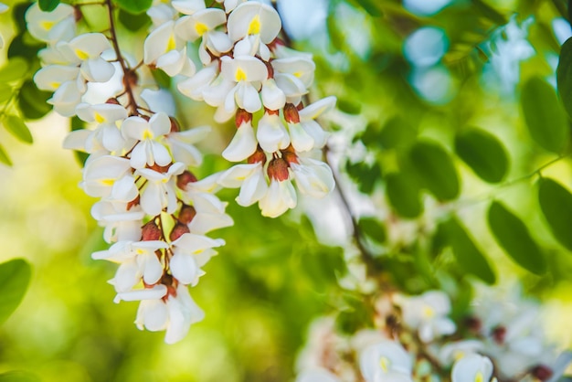 Branch of blooming acacia. spring is coming