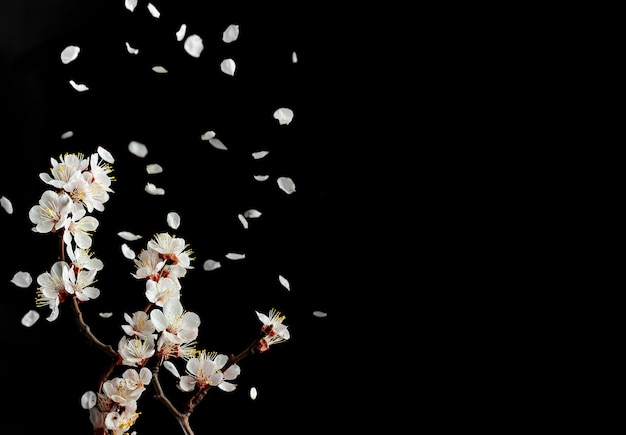 A branch of blooming cherry on a black background.