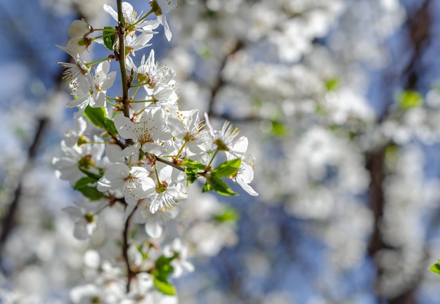 Branch of blooming cherry spring scene the awakening of nature health nutrition