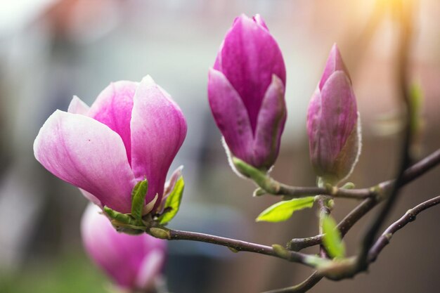 Branch of a blooming magnolia