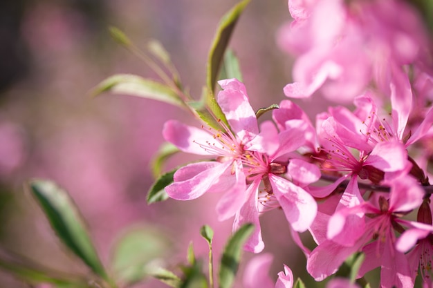 Branch of blooming pink almonds in the garden close up