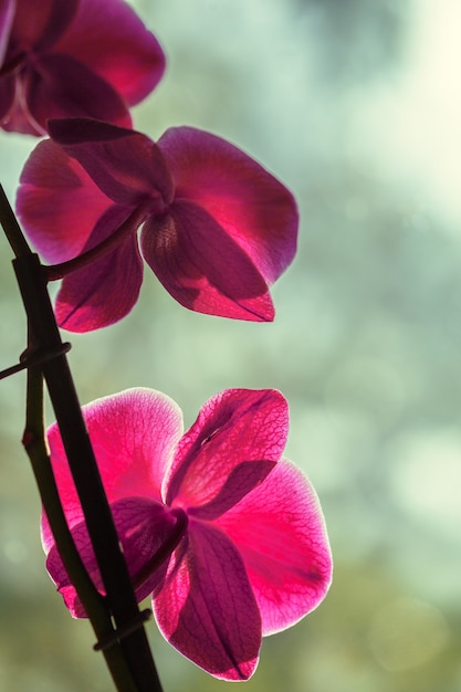 Branch of blooming pink orchid close up