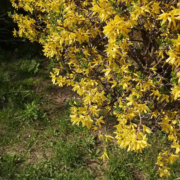 A branch of a blooming weeping forsythia or a golden bellshaped flower Forsythia suspensa