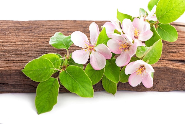 Branch of a blossoming appletree on a wooden table