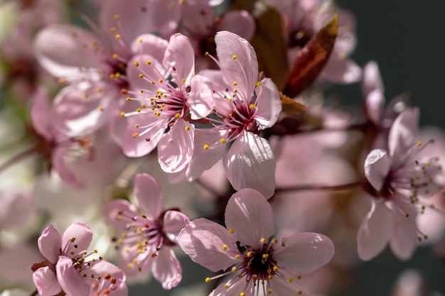 Branch of blossoming apricot with pink flowers closeup Japanese Sakura cherry blossoms Spring time