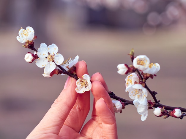 Branch of blossoming apricots in hand.