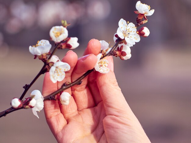 Branch of blossoming apricots in hand.