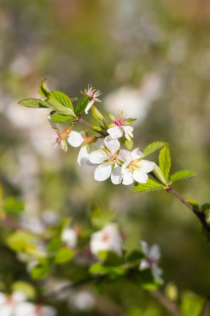 A branch of a blossoming cherry bush. Flowering plant. White flowers. Spring bush.