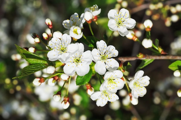 Branch of blossoming cherry in spring garden