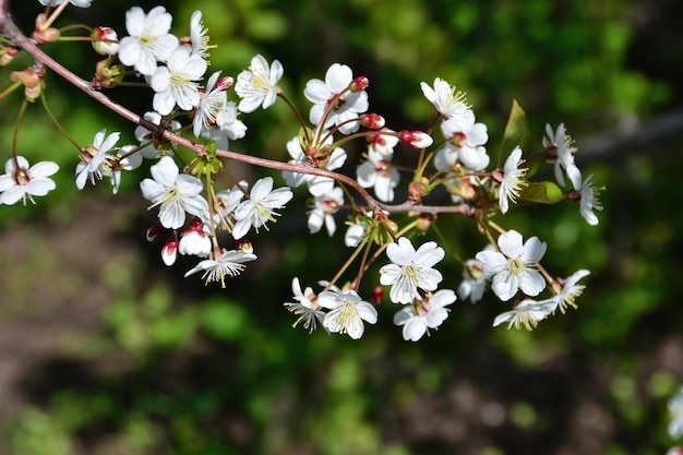 branch of blossoming cherry tree with white flowers and buds isolated in sunny day, close-up