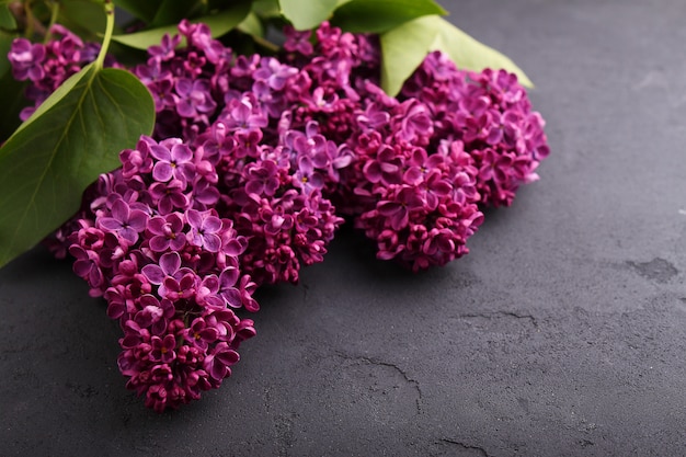 Branch of a blossoming lilac on the black background