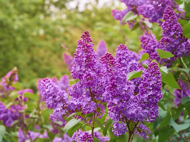 Branch of blossoming lilac in a spring garden.