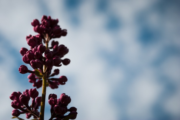 Branch of blossoming lilac