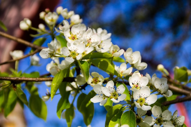 Branch of blossoming pear tree closeup