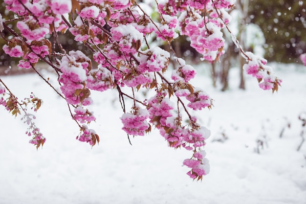 Branch of blossoming sakura tree under snow