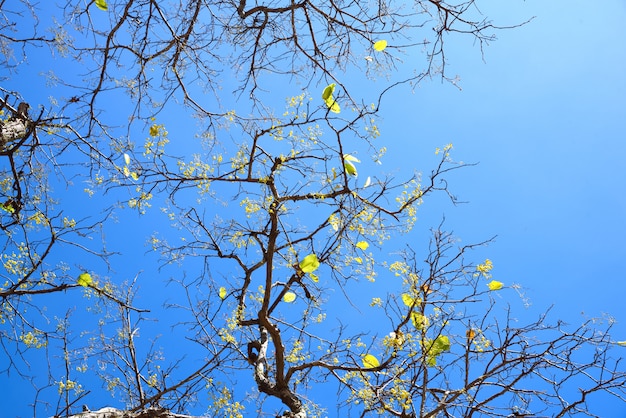 branch on blue sky background