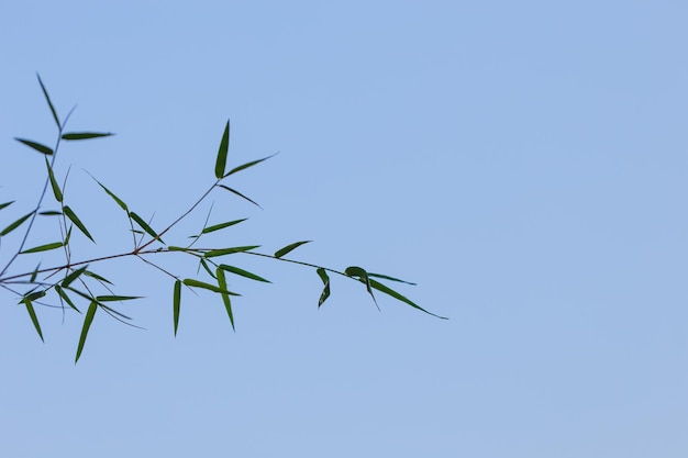 Branch in the blue sky