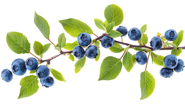 a branch of blueberries with green leaves and green leaves