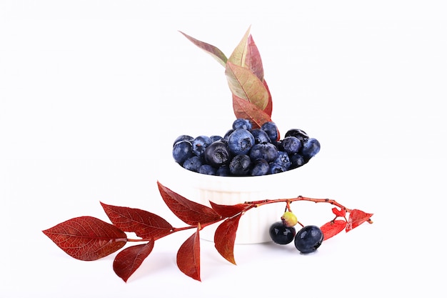 Branch of blueberry with leaves and berries isolated on white background