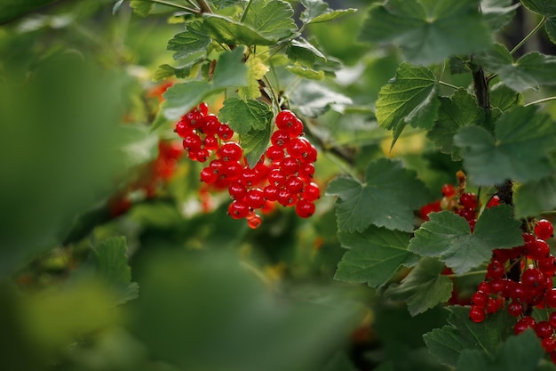 On the branch bush berries are ripe redcurrant (Ribes rubrum)