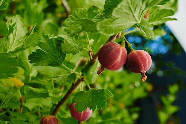 A branch of a bush with gooseberries