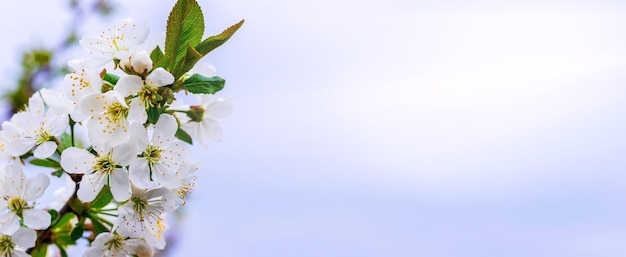 Branch cherries with flowers on the background of the sky and a copy of space