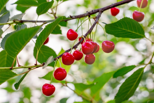 Branch of cherries with red ripe tasty berries