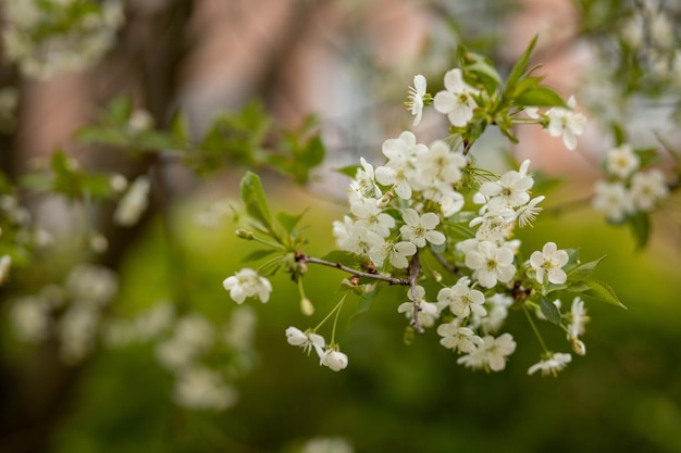 a branch of a cherry blossom in a green garden stamens and pistils are visible in open flowers