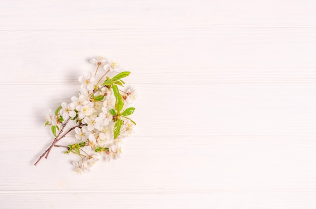 Branch of cherry blossoms on a white background with place for text. Flat lay, blank for postcard, banner, copy space. Top view