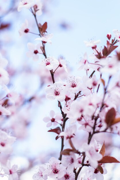 A branch of cherry blossoms with pink flowers