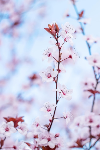 A branch of cherry blossoms with pink flowers