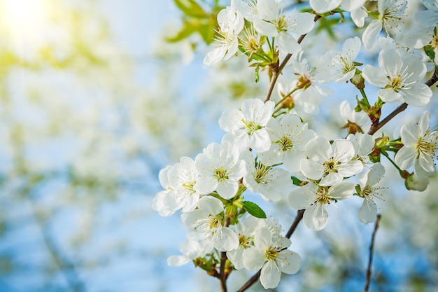 Branch of cherry tree on blurred background