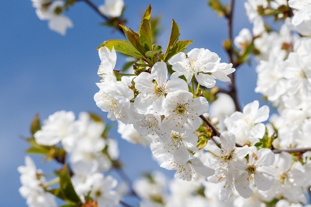 Branch of cherry tree in the period of spring flowering with blurred ones on the background. Selective focus on flowers.