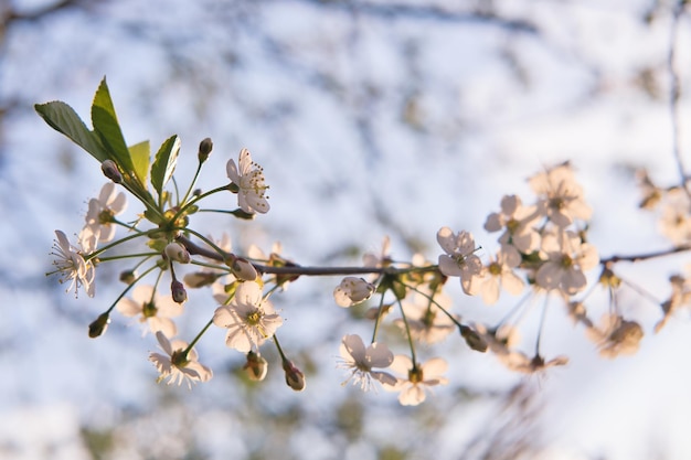 Branch of cherry tree with blooming white flowers in golden evening sun