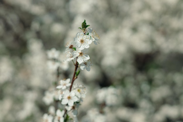 Branch of cherry tree with white blooming flowers in spring garden