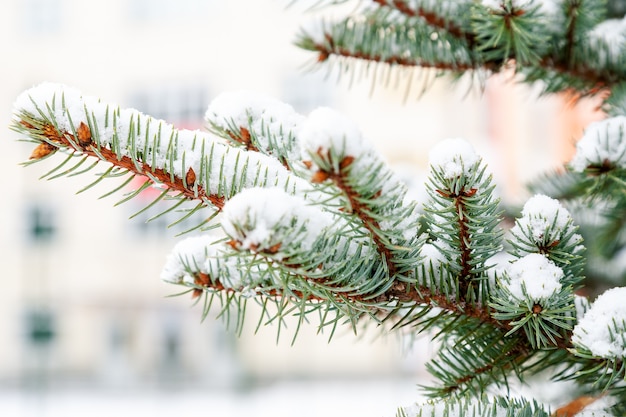 Branch of the Christmas fir-tree with the snow in the winter