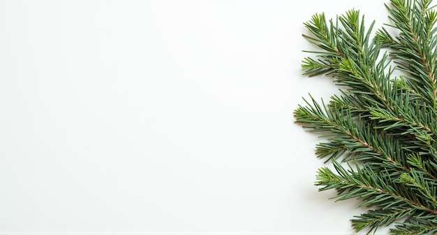 a branch of a christmas tree is placed on a white background