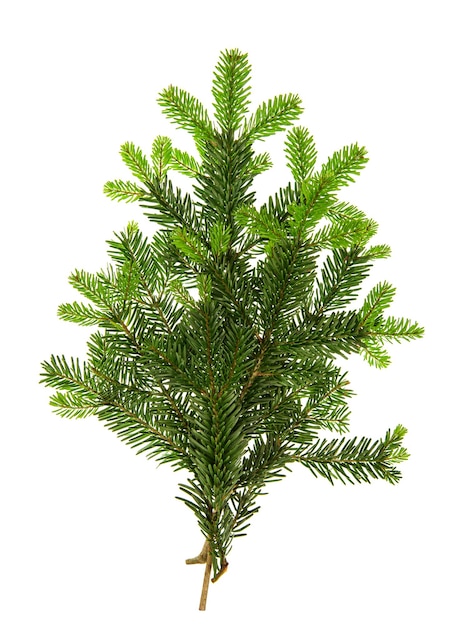 Branch of christmas tree isolated on white