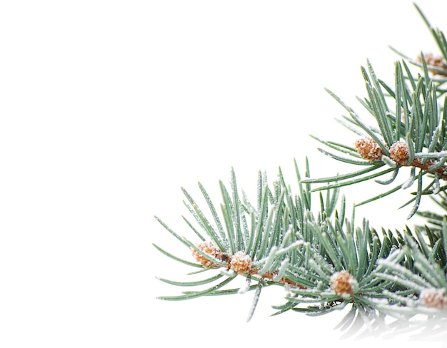 Branch of Christmas tree on white background