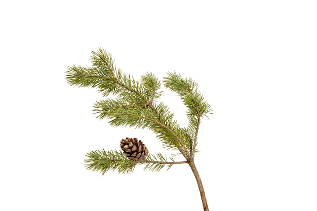 A branch of a Christmas tree with cones in isolation on a white background. High quality photo