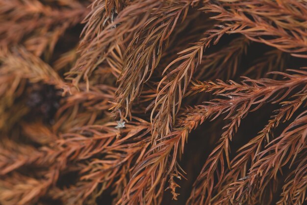 Branch of Christmas tree.