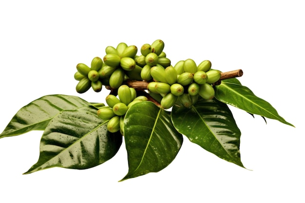 A branch of coffee beans with the leaves of the plant