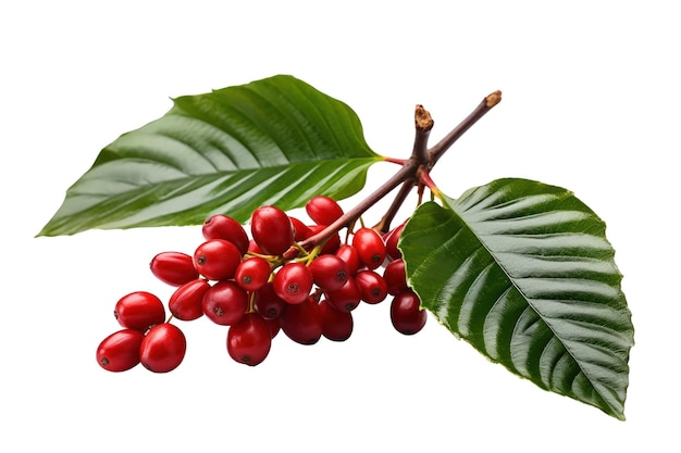 A branch of a coffee tree with red berries and green leaves.