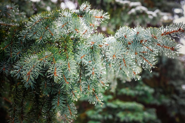 Branch of a coniferous tree 