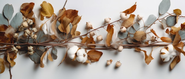 A branch of cotton with a white background and a bunch of white cotton seeds.