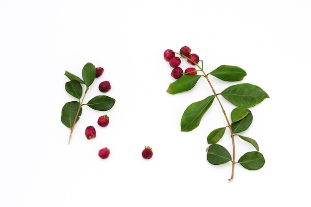 A branch of a cranberry with leaves and berries