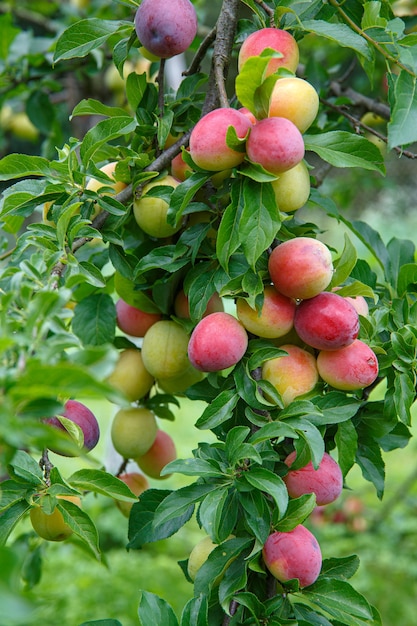 A branch of delicious yellow-red plums